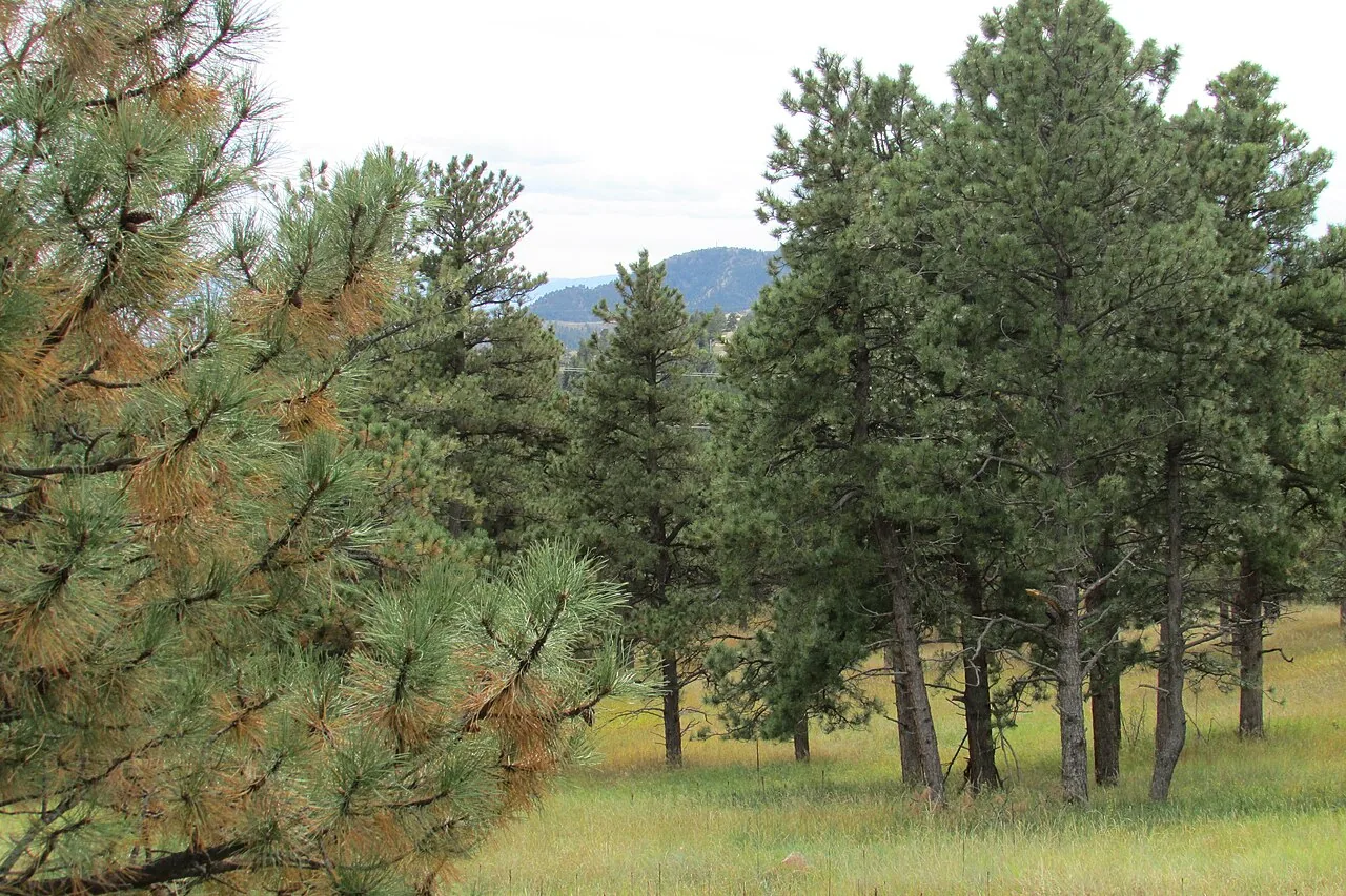 Ponderosa pine forest in the central Arizona highlands