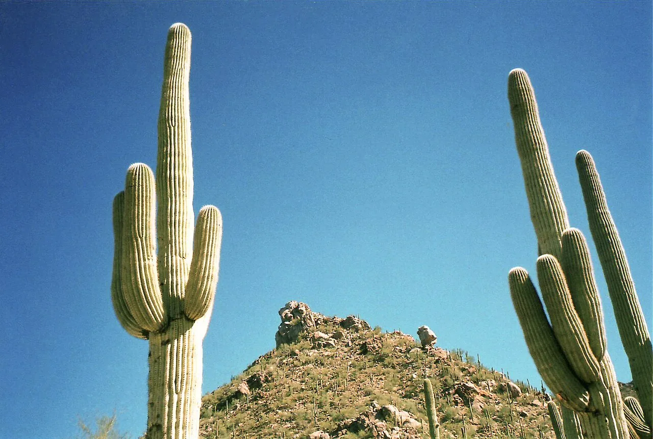 Saguaro cacti in the Sonoran Desert outside Tucson under a bright sky