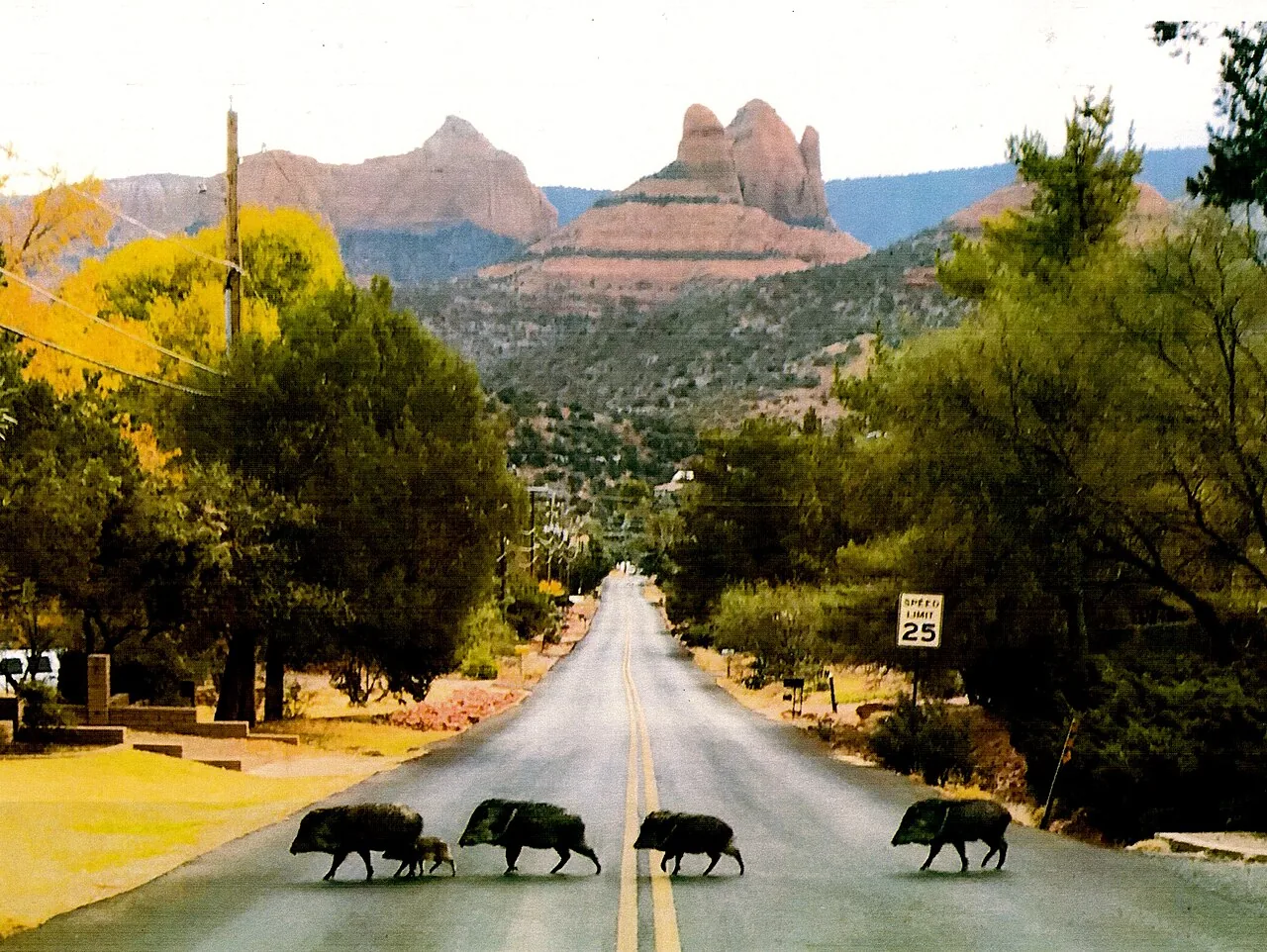 Uptown Sedona's main street lined with shops and restaurants beneath red rock cliffs