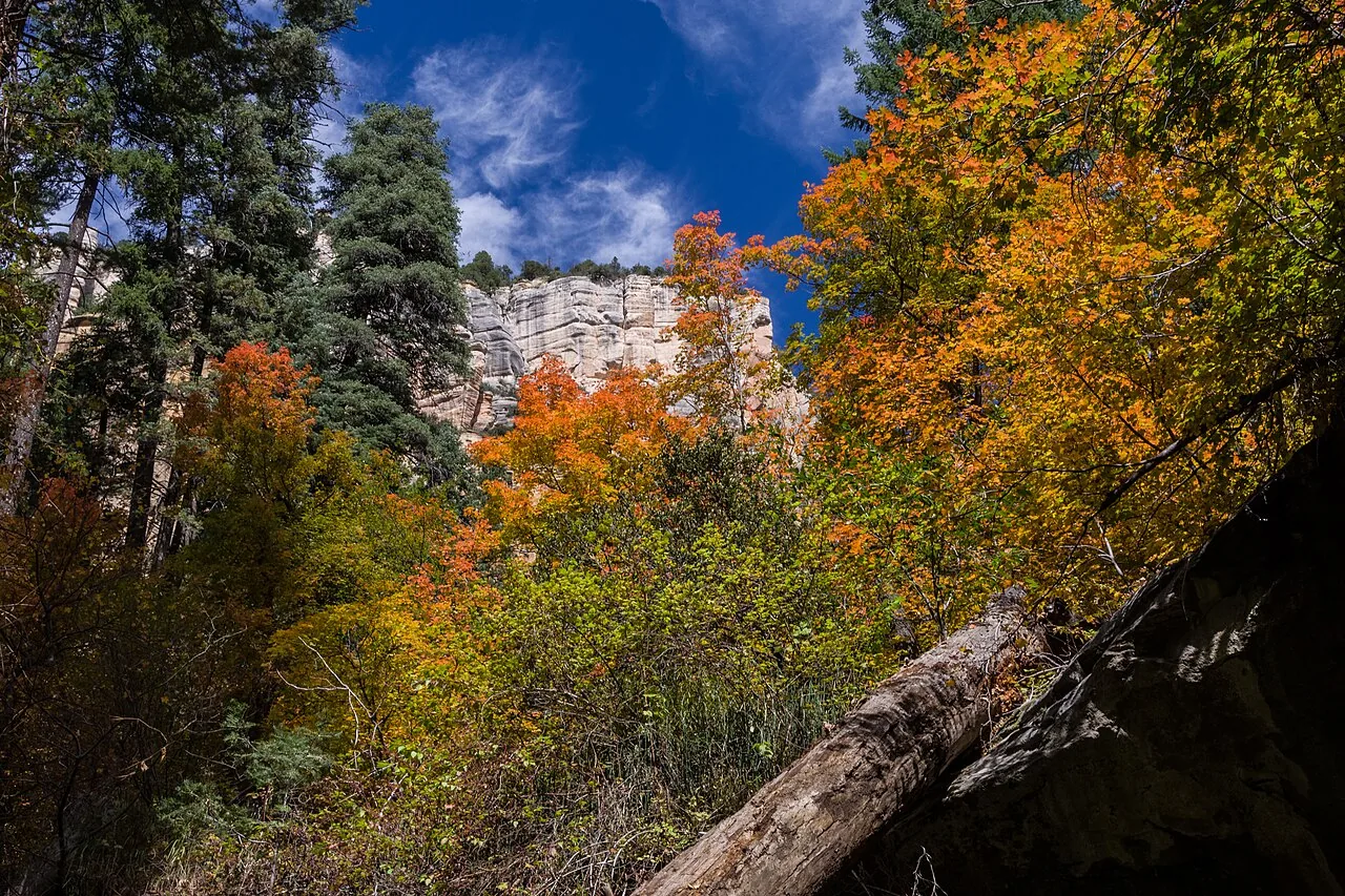 Shaded creek-bottom trail with canyon walls along the West Fork of Oak Creek near Sedona