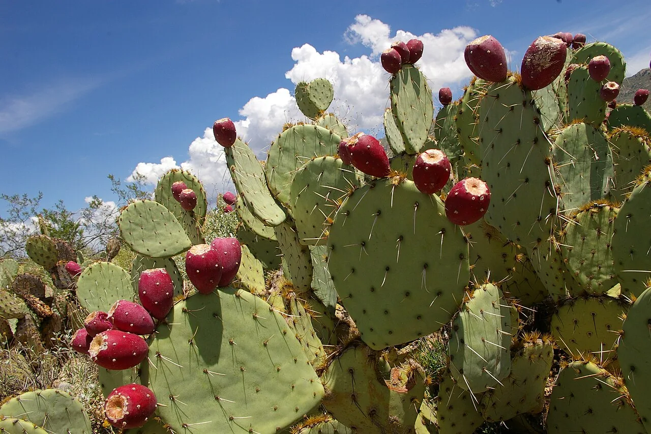 Magenta prickly pear cactus fruit, the source of Sedona's signature margarita syrup