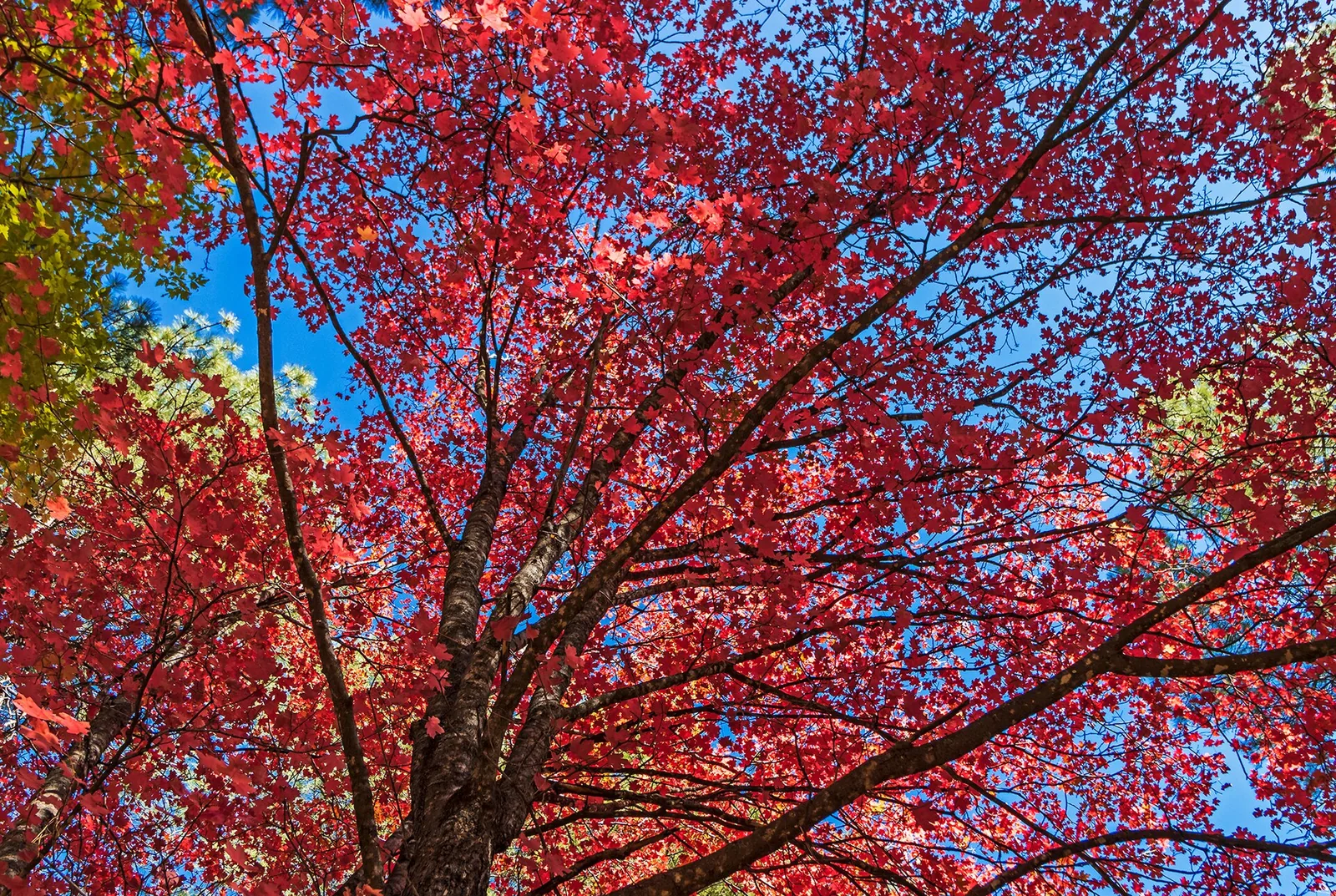 Oak Creek Canyon Drive: Sedona's Best Scenic Road