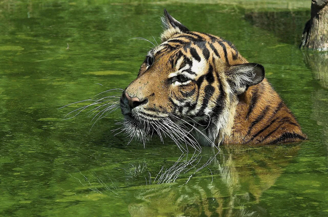 A tiger playing in water, similar to the park's Tiger Splash presentation