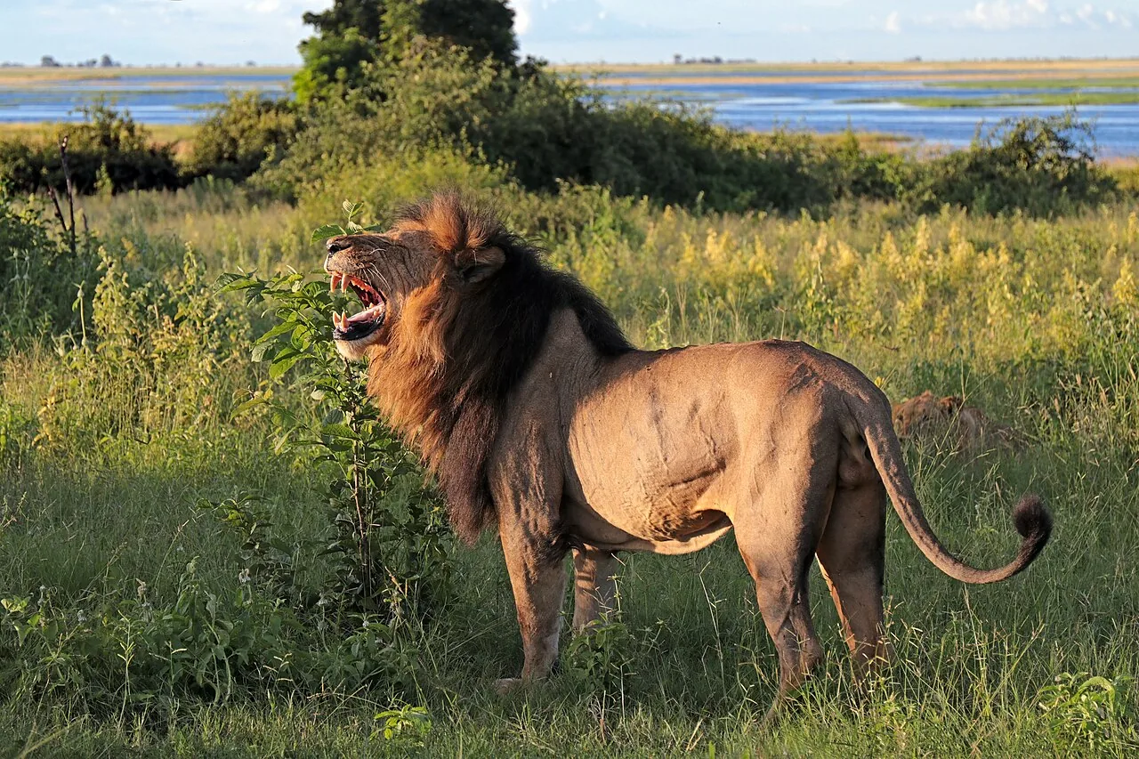A male African lion resting, one of the large predators housed at the wildlife park