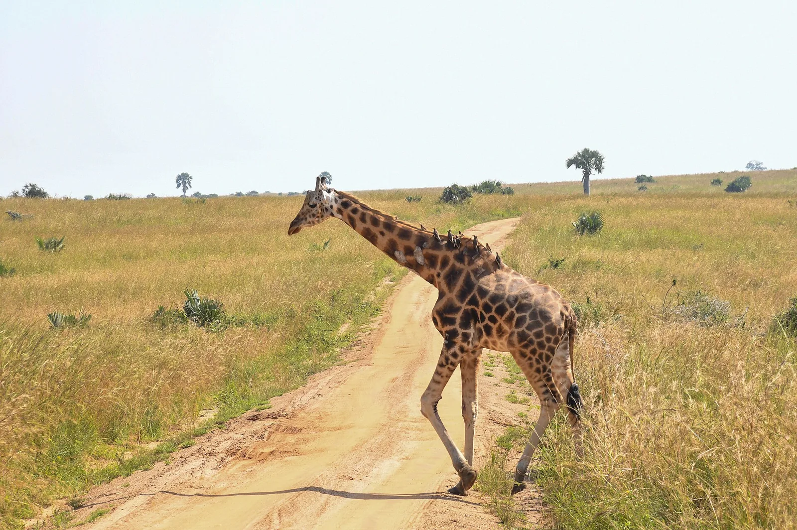 Out of Africa Wildlife Park: Day Trip from Sedona