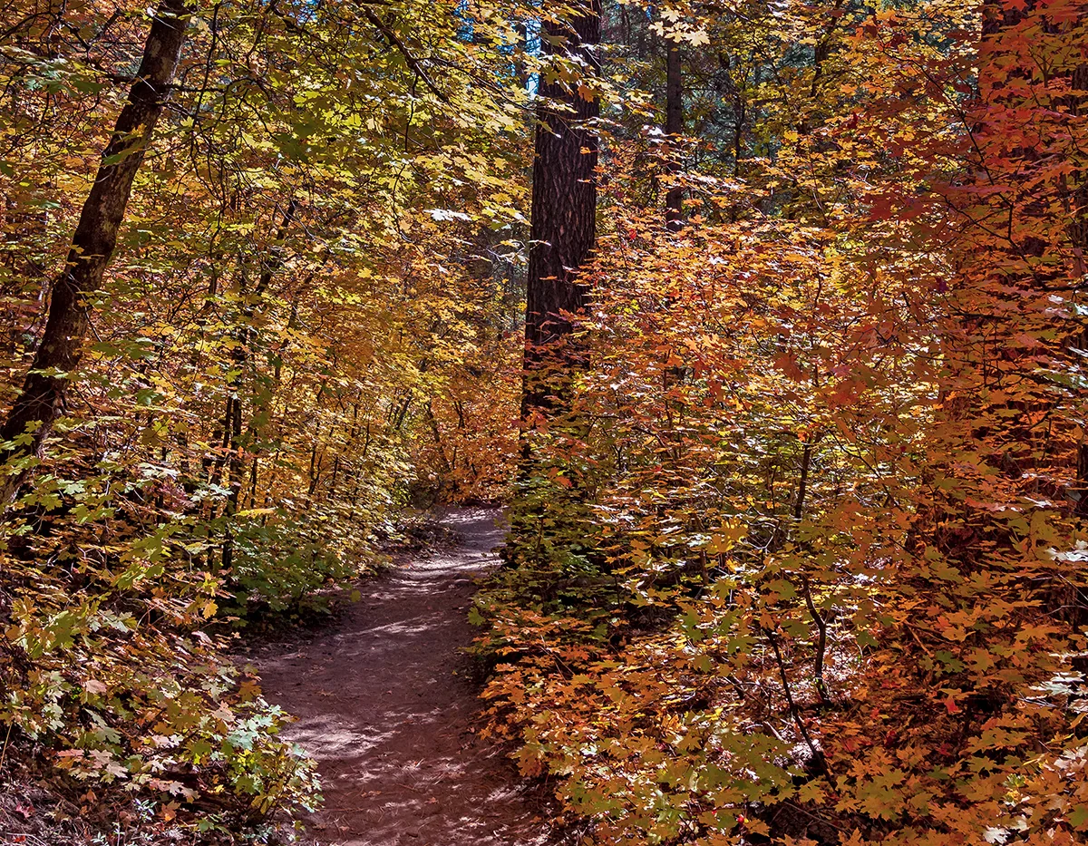 Close view of bigtooth maple leaves turning red and gold in autumn