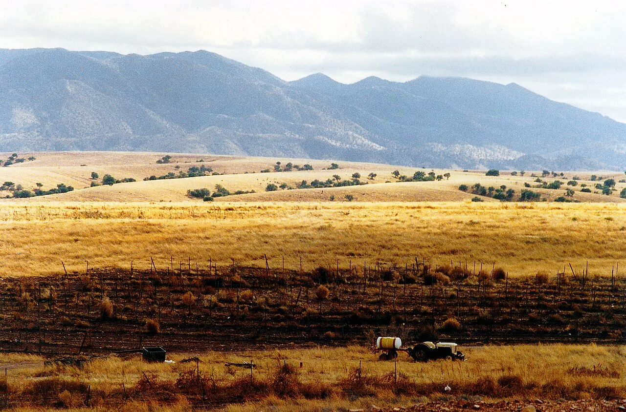 Rows of grapevines at an Arizona vineyard during harvest season