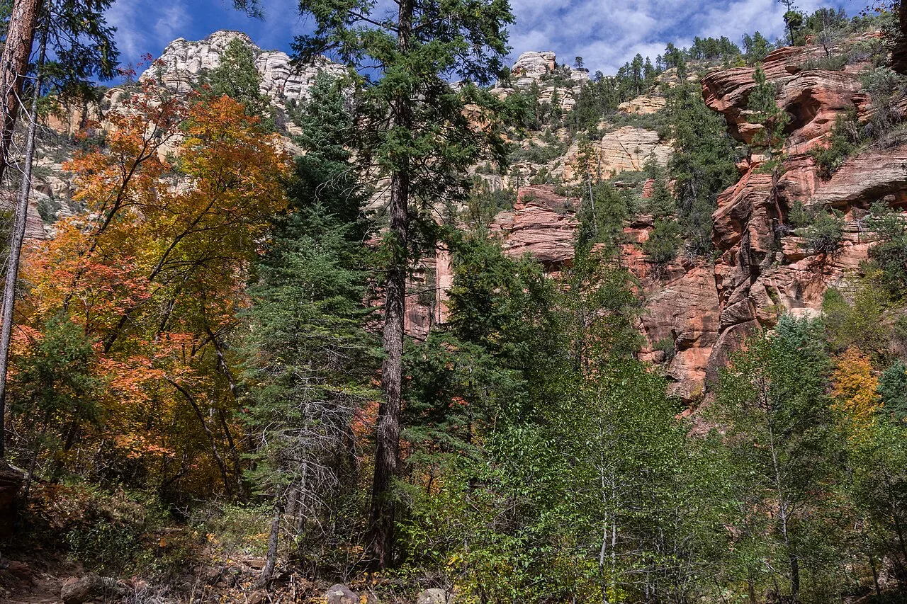 Maple and sycamore fall color along Oak Creek Canyon near Sedona
